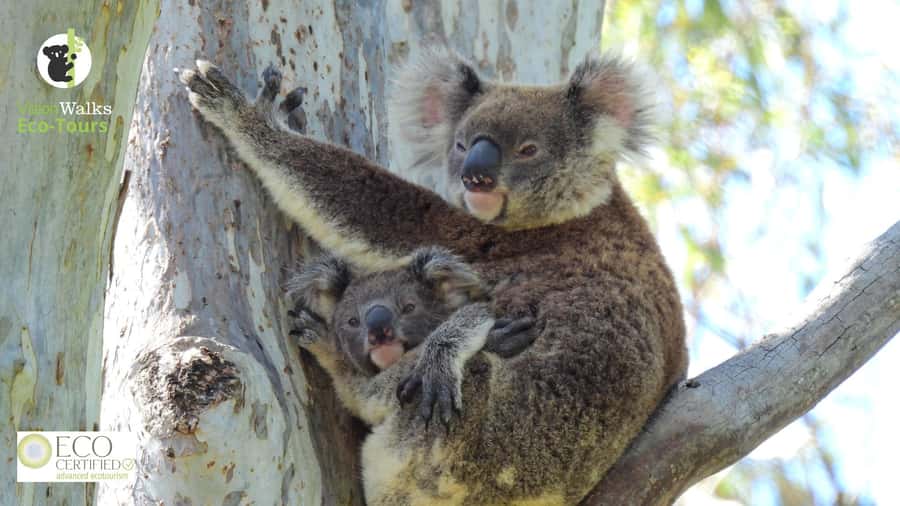 Byron Bay Wild Koala Tour - The koala habitat walk: your one-hour spotting window