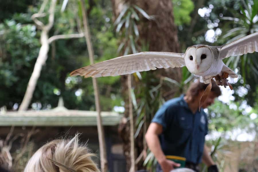 Byron Bay Wildlife Sanctuary Entry Ticket - Key Things That Make This Ticket Worth Your Day