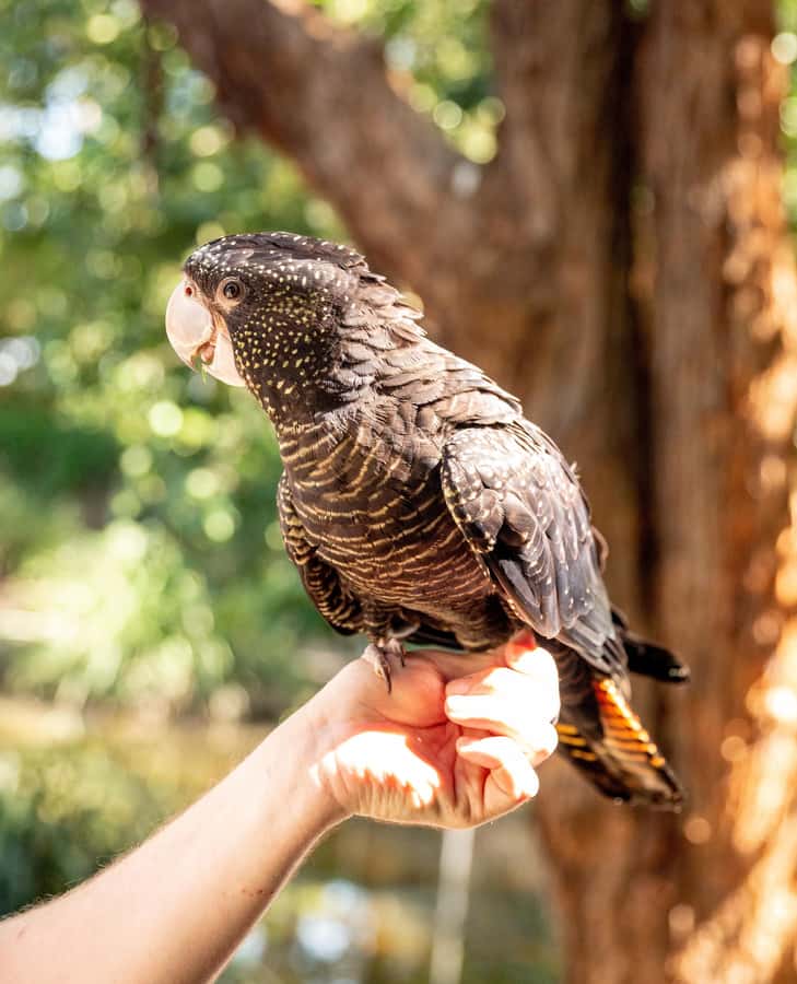 Byron Bay Wildlife Sanctuary Entry Ticket - First Stop: Park Entry, Wristband, and How to Start Smart