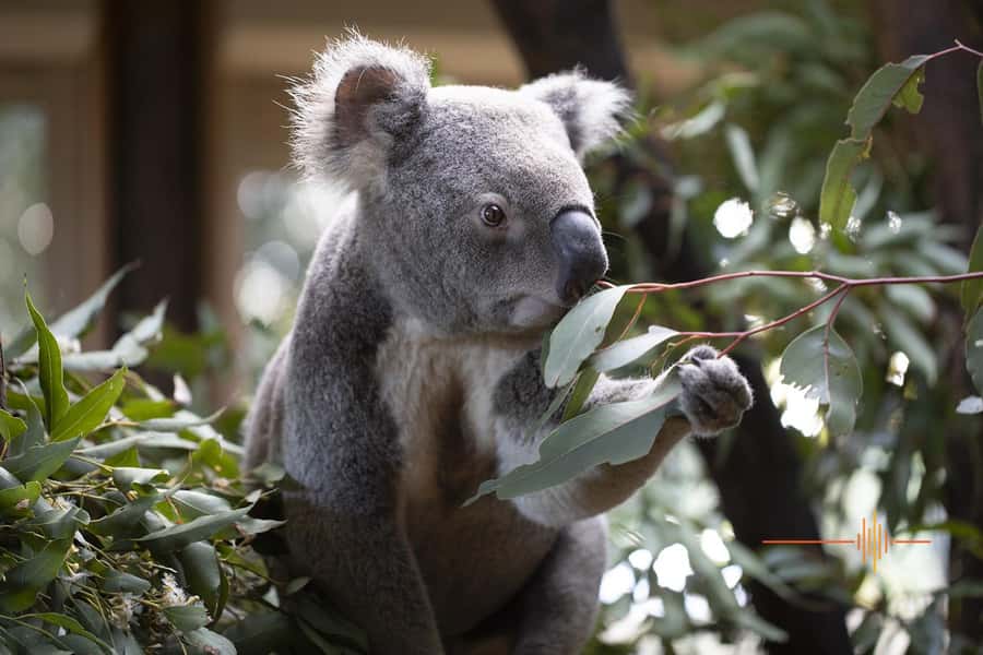 Byron Bay Wildlife Sanctuary Entry Ticket - Kangaroos and Emus: The Included Feeding Experience