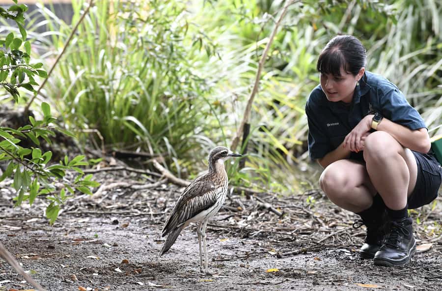 Byron Bay Wildlife Sanctuary Entry Ticket - Bird Aviaries and the Free Flight Birds Show