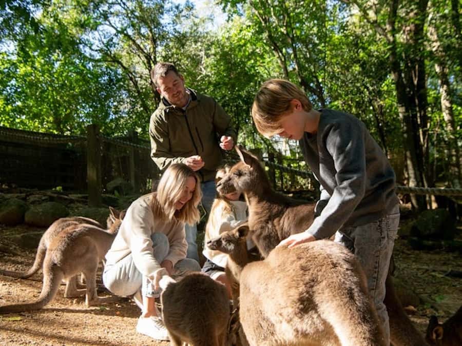 Byron Bay Wildlife Sanctuary Entry Ticket - Keeper Talks: Where the Learning Actually Sticks