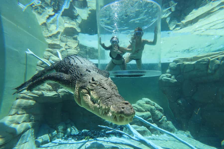 "Cage Of Death" Crocodile Swim and Entry to Crocosaurus Cove - What to pack and how to feel comfortable on the day