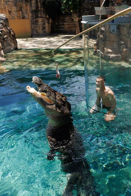 "Cage Of Death" Crocodile Swim and Entry to Crocosaurus Cove - Price and value: is $208 for 15 minutes actually fair?