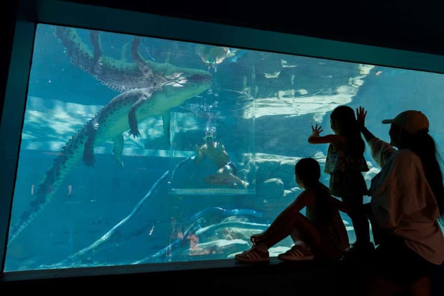 "Cage Of Death" Crocodile Swim and Entry to Crocosaurus Cove - Who should book Cage of Death, and who should skip it
