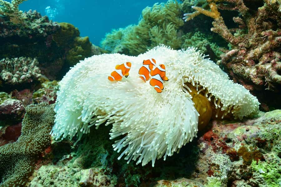 Cairns: 2-Day Barrier Reef Pontoon & Fitzroy Island Tour - Getting reef time without committing to swimming nonstop