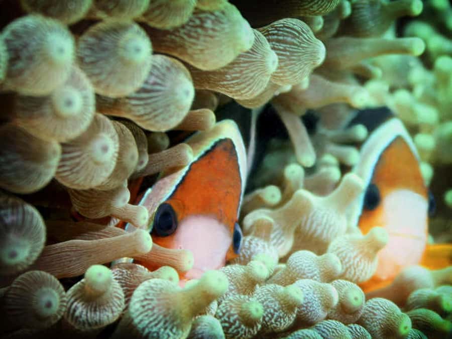 Cairns: 2-Day Great Barrier Reef Dive and Snorkel Boat Trip - Final decision: should you book this Cairns Outer Reef trip?