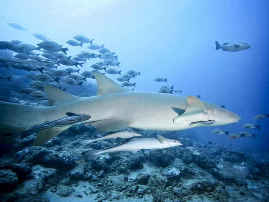 Cairns: 2-Day Great Barrier Reef Dive and Snorkel Boat Trip - Reef time with real coaching, plus a night underwater session that changes the cast