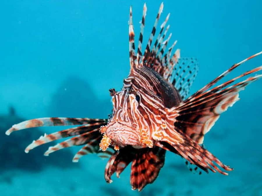 Cairns: 2-Day Great Barrier Reef Dive and Snorkel Boat Trip - What you get onboard: meals, hot showers, and bunks that make overnight feel normal
