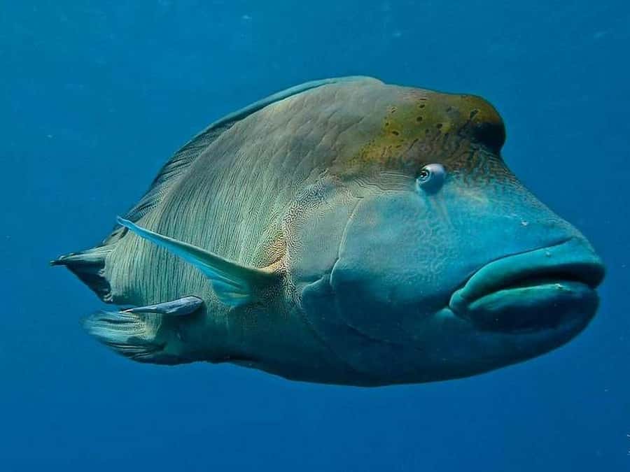 Cairns: 2-Day Great Barrier Reef Dive and Snorkel Boat Trip - Packing checklist and practical tips to make reef time smoother