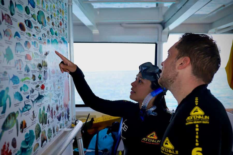 Cairns: All-Inclusive Great Barrier Reef Half-Day Snorkeling - Why this half-day Outer Reef trip feels efficient from Cairns
