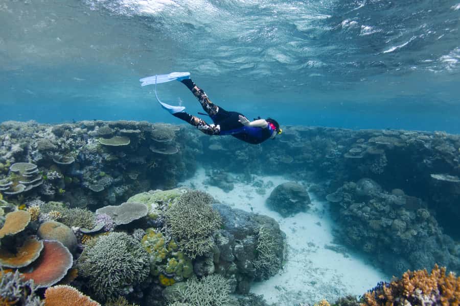Cairns: All-Inclusive Great Barrier Reef Half-Day Snorkeling - Gear and protective swimwear: what is included, and what to bring