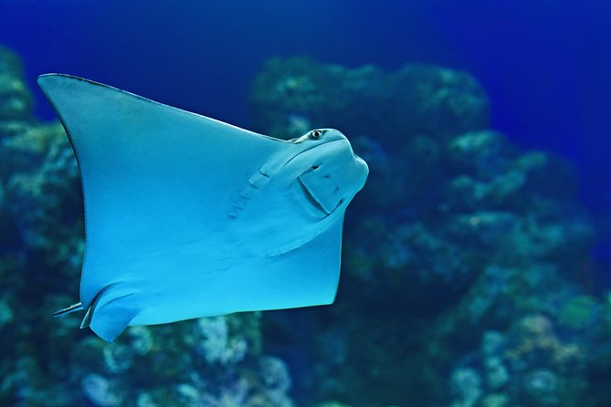 Cairns Aquarium Admission Ticket - Shark and ray feeding, plus the hands-on Marine Touch Tank