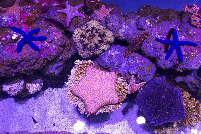 Cairns Aquarium Admission Ticket - Conservation talks you can actually use