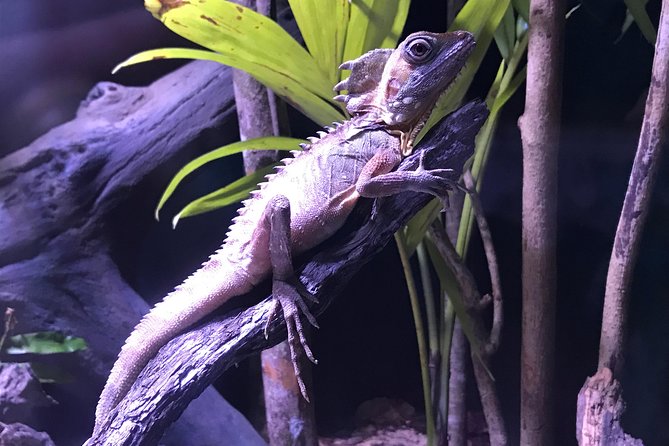 Cairns Aquarium Admission Ticket - Price and value: is $41.60 worth it?