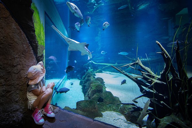 Cairns Aquarium Admission Ticket - Getting there, hours, and timing to reduce waiting