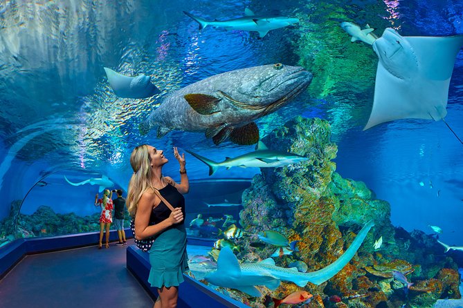 Cairns Aquarium Admission Ticket - Following the drop of rain from rainforest to reef
