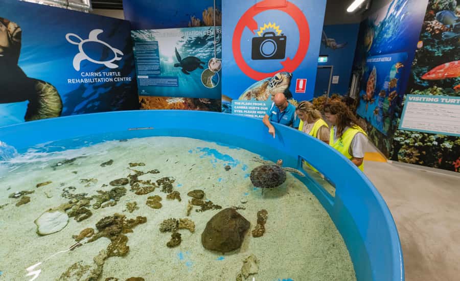 Cairns: Aquarium Entry Ticket and Turtle Rehabilitation Tour - Key highlights worth your attention