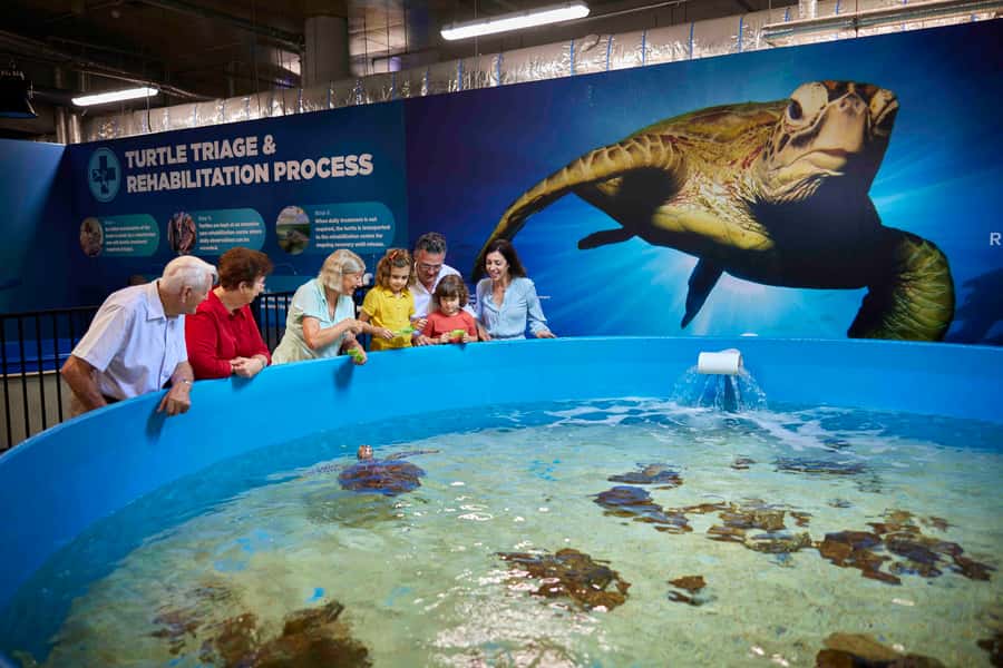 Cairns: Aquarium Entry Ticket and Turtle Rehabilitation Tour - Cairns Aquarium and Turtle Hospital, the value of a focused combo ticket