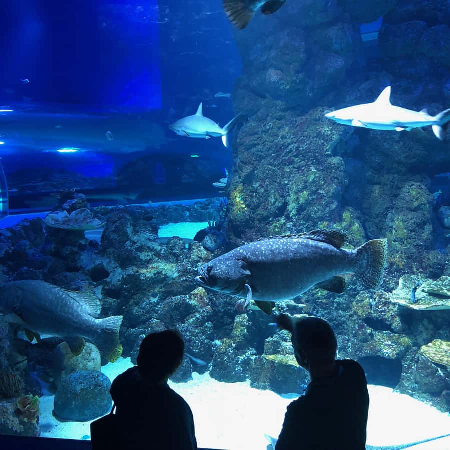 Cairns Aquarium General Admission Ticket - The Oceanarium tunnel and 360-degree viewing: how the big moments work
