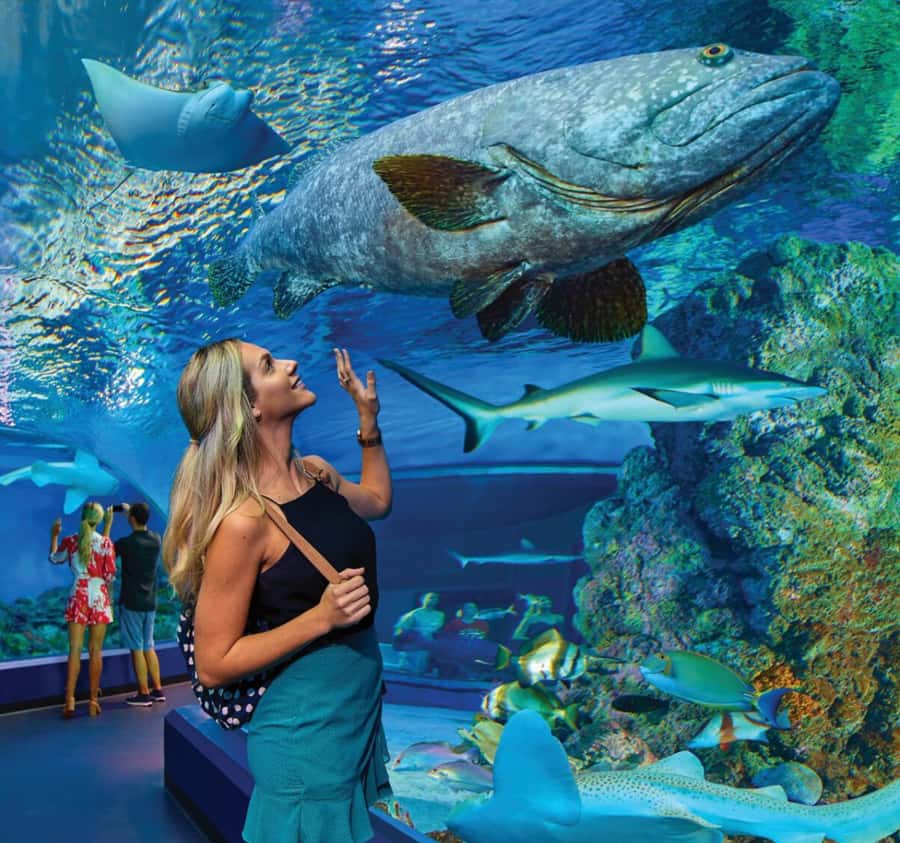 Cairns Aquarium General Admission Ticket - Price and value: what $41 buys you in a place like this