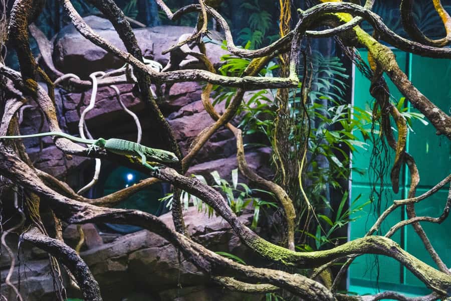 Cairns: Aquarium Guided Twilight Tour with 3-Course Dinner - Key things to know before the Cairns Aquarium twilight tour