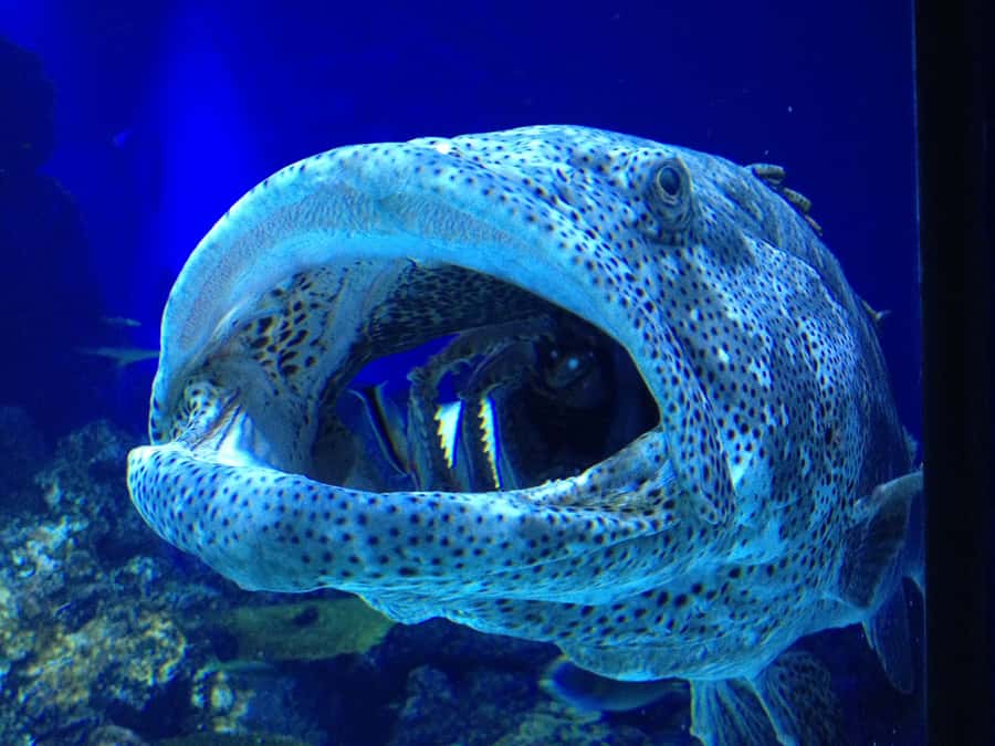 Cairns: Aquarium Guided Twilight Tour with 3-Course Dinner - Twilight behavior at Cairns Aquarium: the real magic is the timing