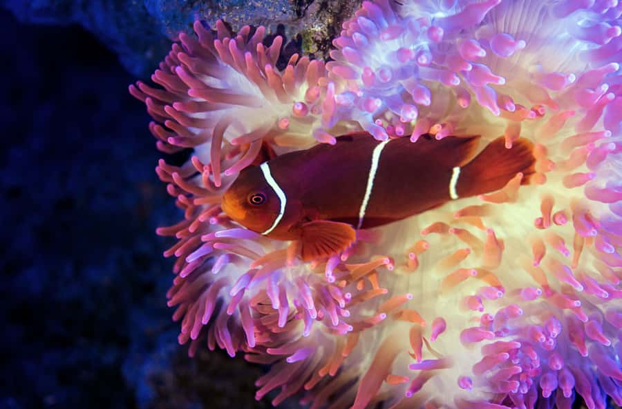 Cairns: Aquarium Guided Twilight Tour with 3-Course Dinner - Coral Sea night predators: sharks, rays, and groupers