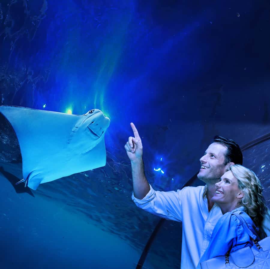 Cairns: Aquarium Guided Twilight Tour with 3-Course Dinner - What the 3-hour experience actually includes