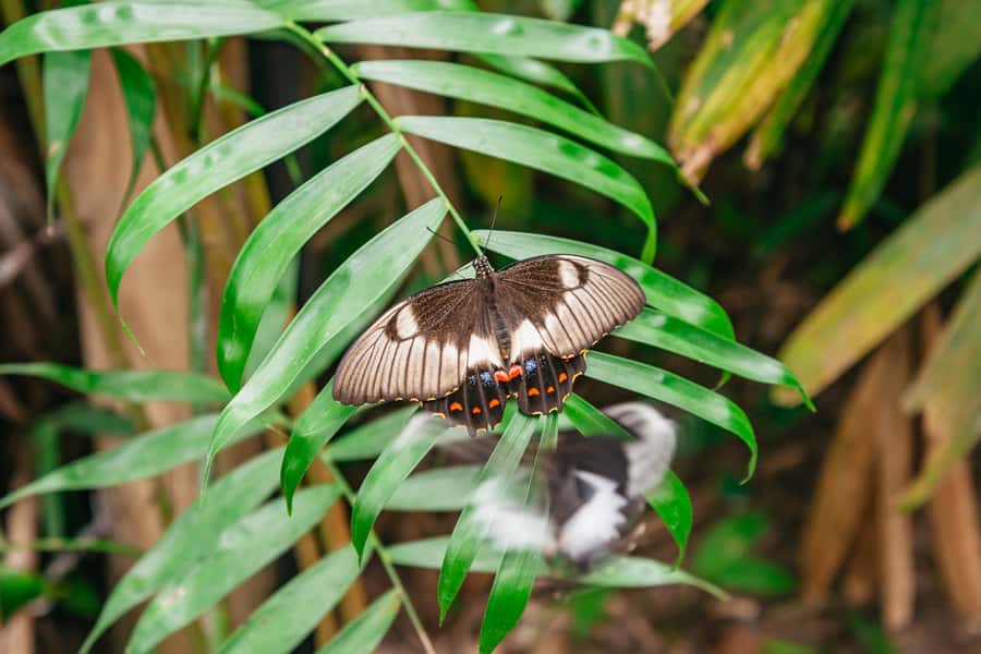Cairns: Best of the Kuranda Rainforest Full-Day Tour & Lunch - Key moments that make this Kuranda tour worth your time