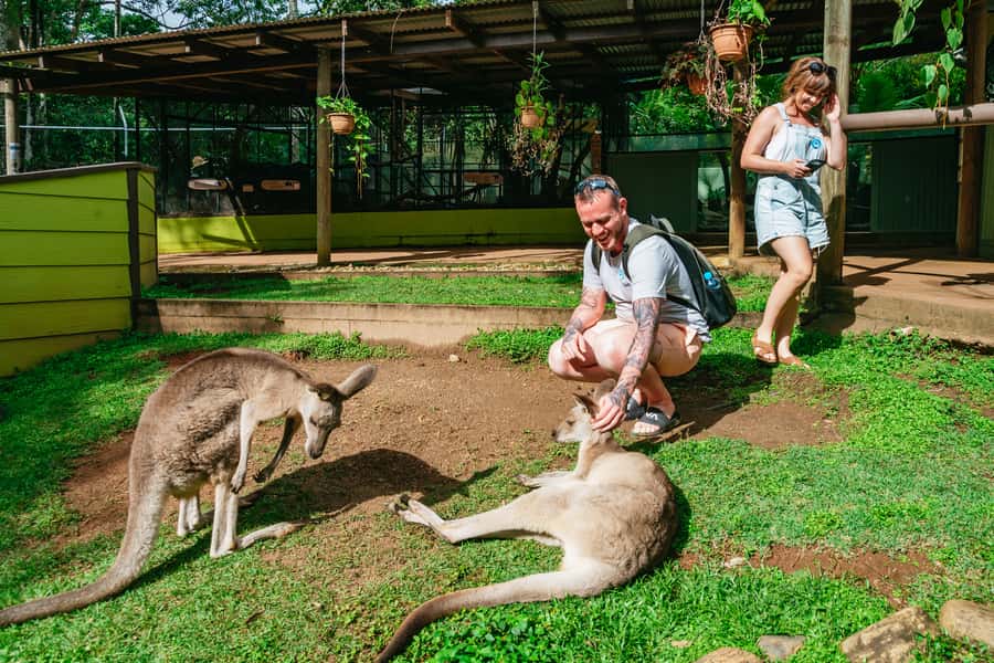 Cairns: Best of the Kuranda Rainforest Full-Day Tour & Lunch - The big picture: a tight 10-hour circuit that covers Kuranda’s essentials