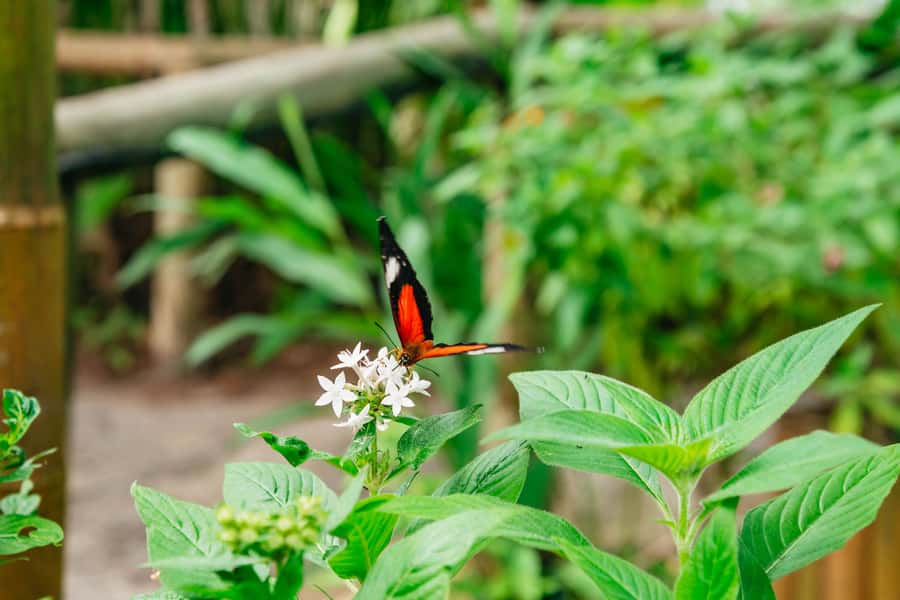 Cairns: Best of the Kuranda Rainforest Full-Day Tour & Lunch - Pamagirri Aboriginal Experience: dance, didgeridoo, and spear and boomerang practice