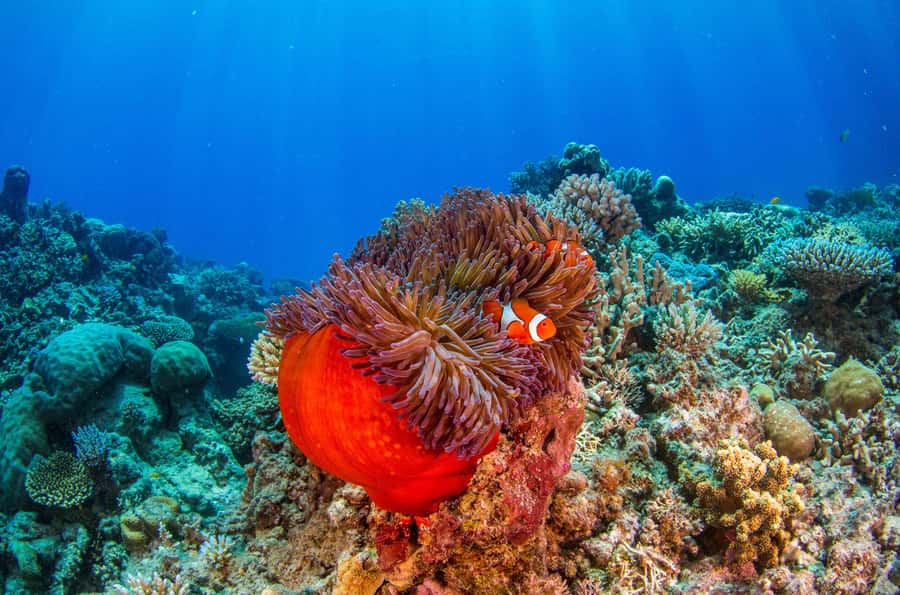 Cairns: Best Value All-inclusive Reef Trip With Scuba Dive - First reef site: your included intro scuba option or snorkel over coral