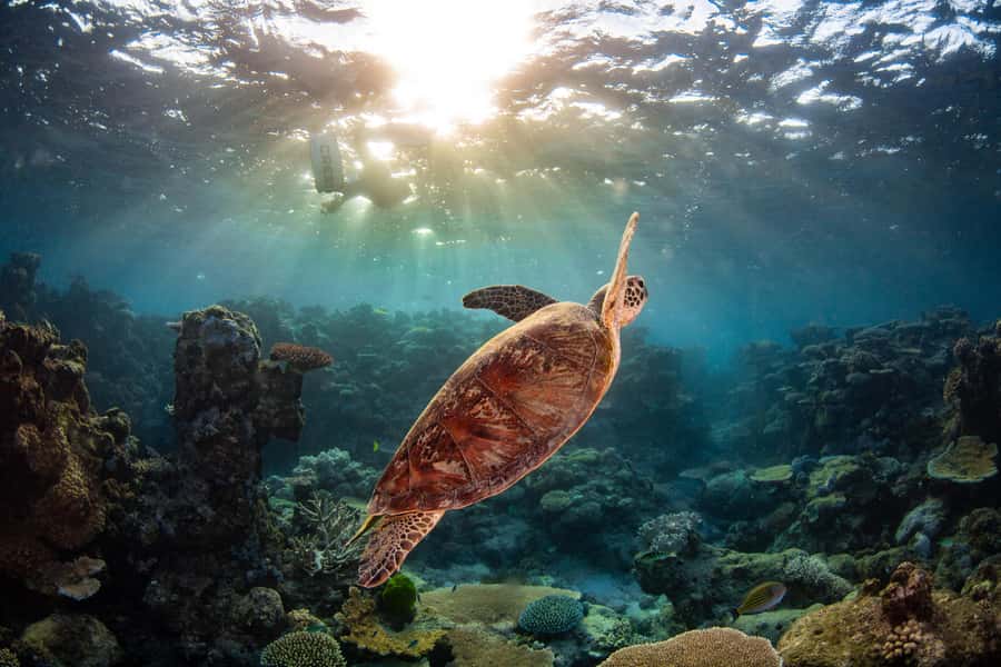 Cairns: Best Value All-inclusive Reef Trip With Scuba Dive - Costs to budget for beyond the headline price