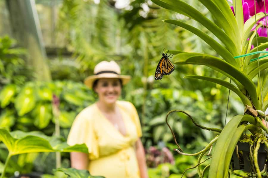 Cairns: Cairns City Sights & Surrounds Half Day Tour - Why this half-day Cairns tour makes sense for first-time visitors