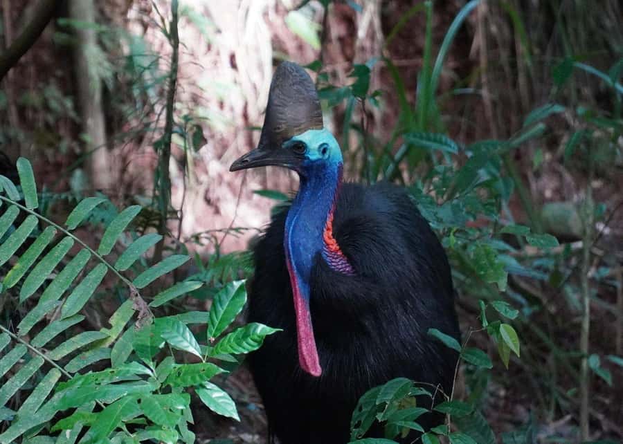 Cairns: Cape Tribulation, Beaches, Crocs & Swimming Day Tour - Cape Tribulation Beaches, Photo Stops, and That Swim Window