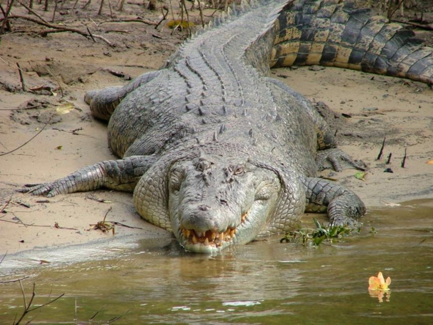Cairns: Cape Tribulation, Beaches, Crocs & Swimming Day Tour - Rainforest Walk, Cassowary Spotting, and Creek Swimming