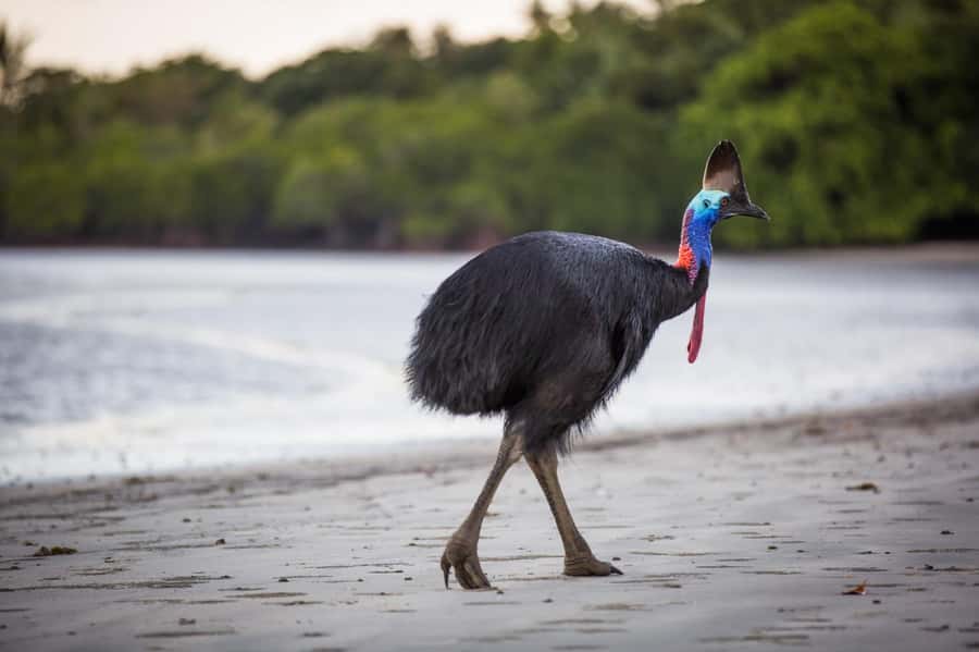 Cairns: Cape Tribulation & Daintree Rainforest Premium Tour - Key highlights you will actually feel during the day