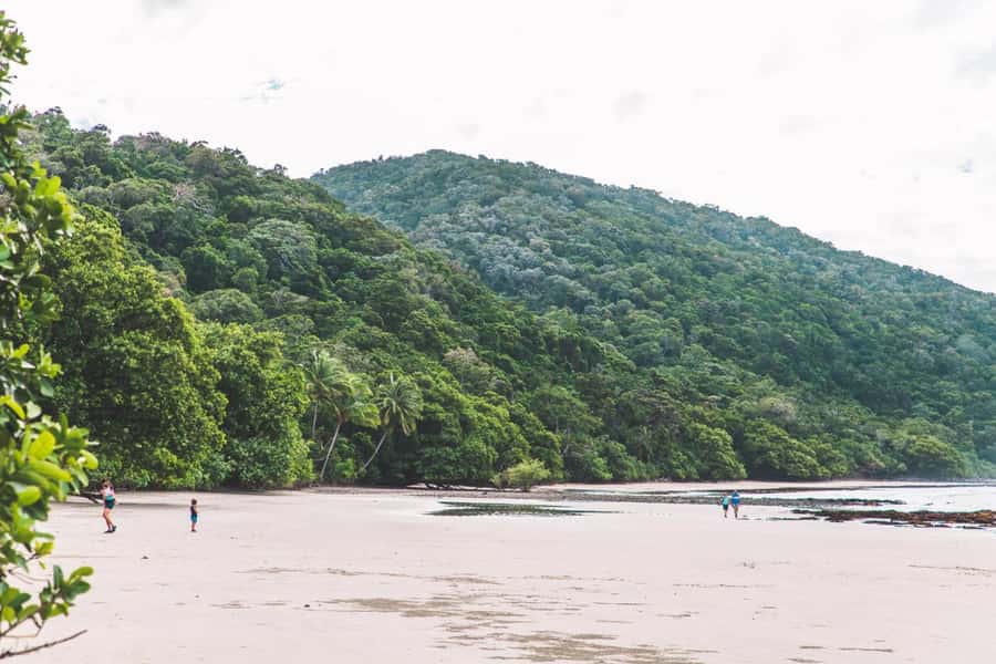 Cairns: Cape Tribulation & Daintree Rainforest Premium Tour - Getting there from Cairns, Palm Cove, or Port Douglas (and why timing matters)