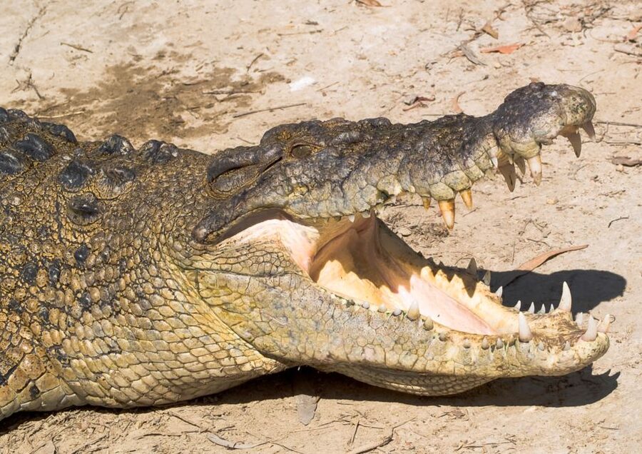 Cairns: Cape Tribulation, Mossman Gorge & Daintree Day Tour - Price and value: does $192 feel fair?