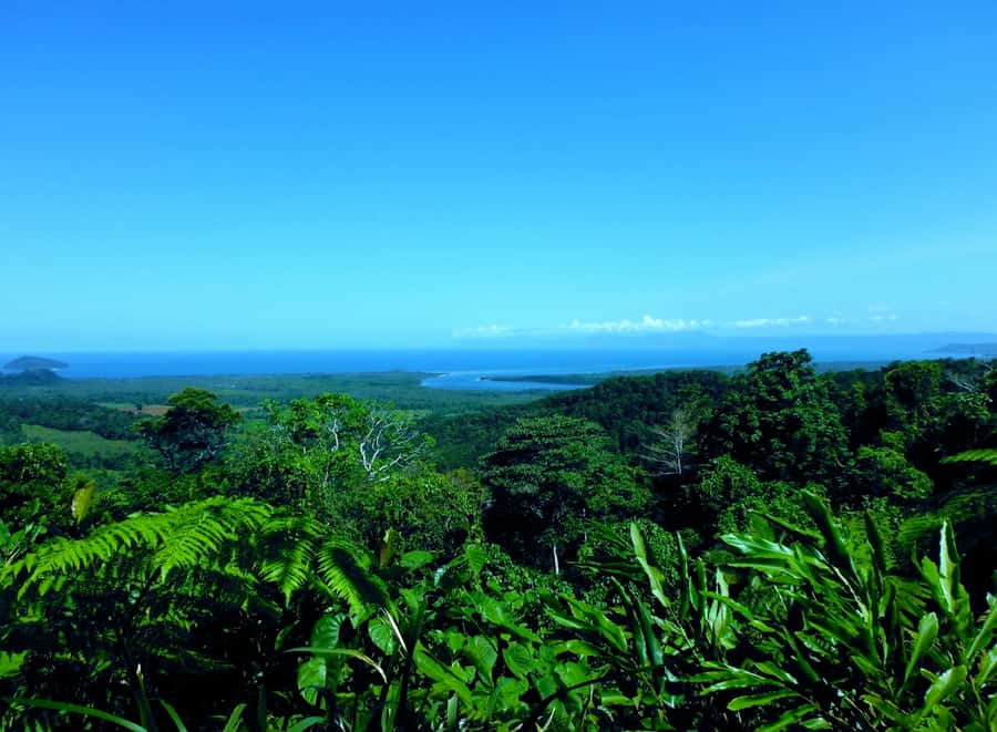 Cairns: Cape Tribulation, Mossman Gorge & Daintree Day Tour - Daintree River cruise: wildlife spotting and saltwater crocodile chances