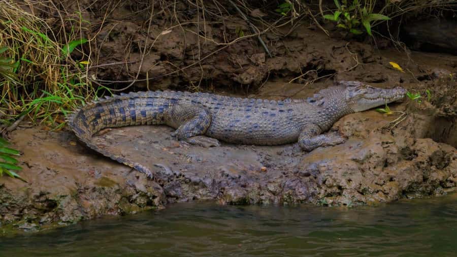 Cairns: Daintree Rainforest and Mossman Gorge Tour - Daintree River cruise and crocodile spotting, with expectations set right