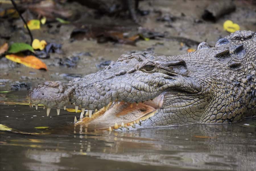 Cairns: Daintree Rainforest Wildlife Experience Cruise - Key points before you go