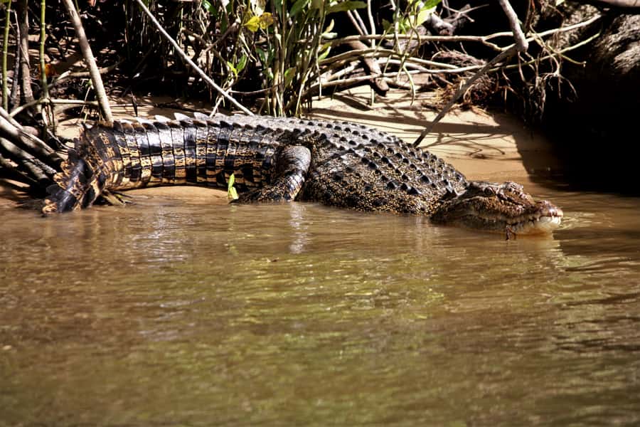 Cairns: Daintree Rainforest Wildlife Experience Cruise - Why this 1-hour Daintree cruise feels worth it