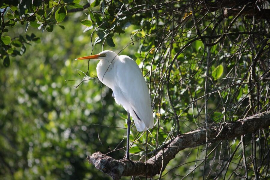 Cairns: Daintree Rainforest Wildlife Experience Cruise - Other wildlife you can spot besides crocodiles