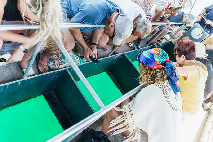 Cairns: Fitzroy Island Half-Day with Optional Extras - Who This Half-Day Trip Suits Best