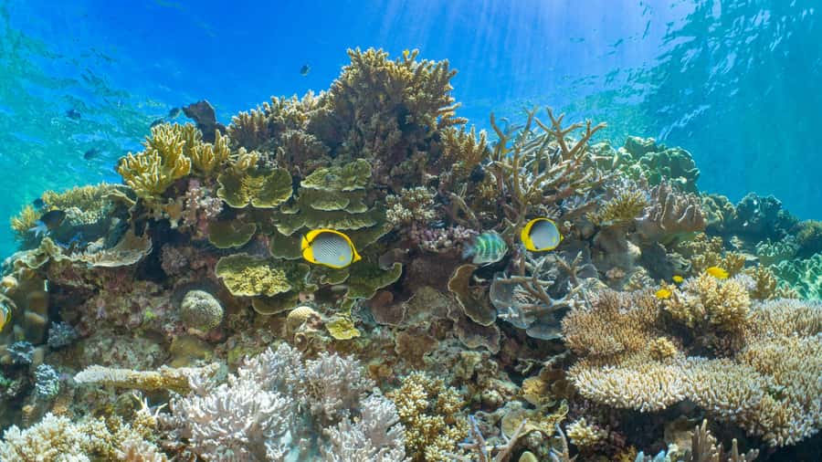 Cairns: Great Barrier Reef and Fitzroy Island Boat Tour - Key highlights at Moore Reef and Fitzroy Island