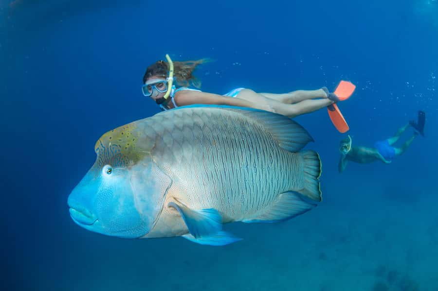 Cairns: Great Barrier Reef Cruise & 10 Minute Helicopter - Key things to know before you go