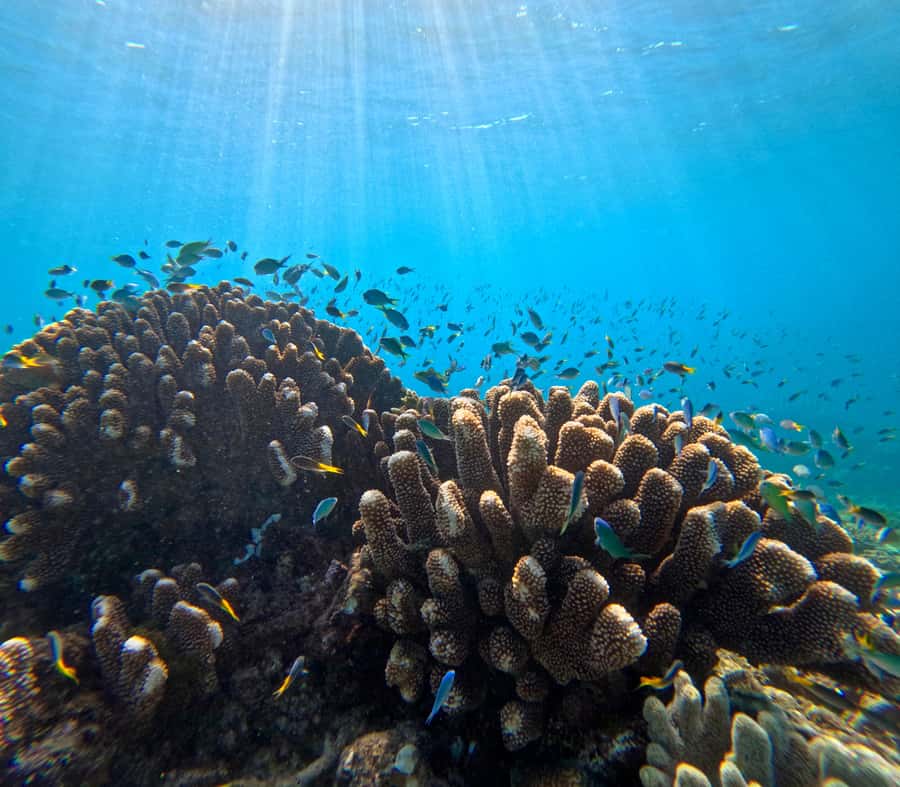 Cairns: Great Barrier Reef Half-Day Snorkelling Tour - Key highlights you will actually care about