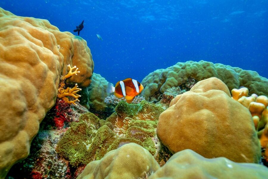 Cairns: Great Barrier Reef Premium Diving Full Day Tour - Who should book this tour, and who might rethink it